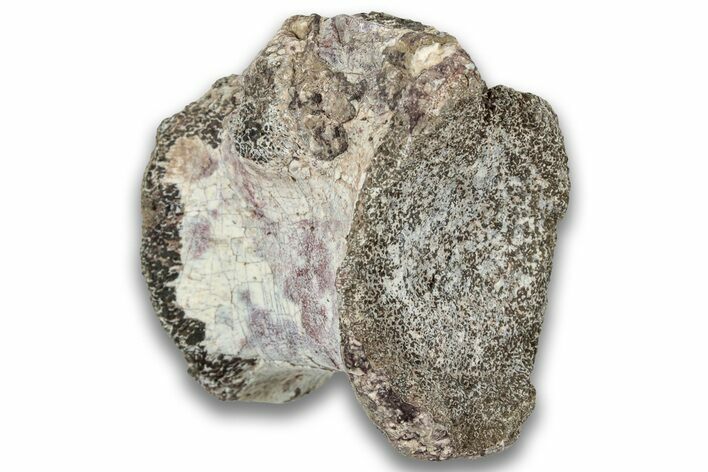 Triassic Fossil Phytosaur Vertebra - New Mexico #325137